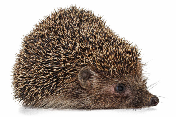 Common hedgehog, or  European hedgehog, also known as the West European hedgehog, lat. Erinaceus europaeus, isolated on white background - Фото, зображення