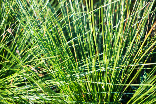 bela grama seca e fundo curvado
 - Foto, Imagem