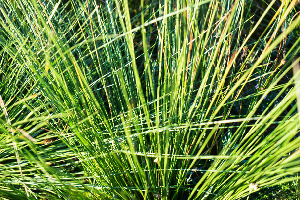 красива суха трава і вигнутий фон
 - Фото, зображення