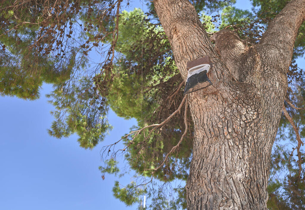 detail of a processionary trap hanging in a pine tree - Фото, изображение
