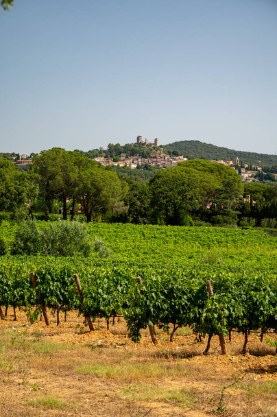 View on green grand cru vineyards Cotes de Provence, production of rose wine near Grimaud village, Var, France - Fotó, kép