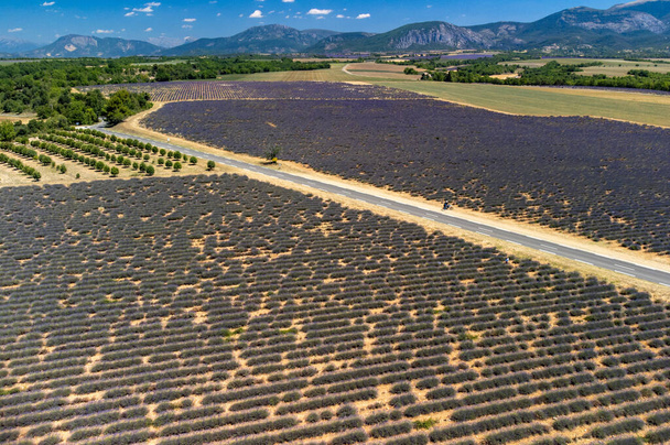 Aerial view on Plateau of Valensole with rows of blossoming purple lavender, wheat grain fiels and green trees, Provence, France in summer - Foto, Imagen