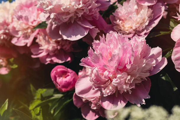 Wonderful pink peonies in garden outdoors, closeup. Space for text - Foto, Imagem