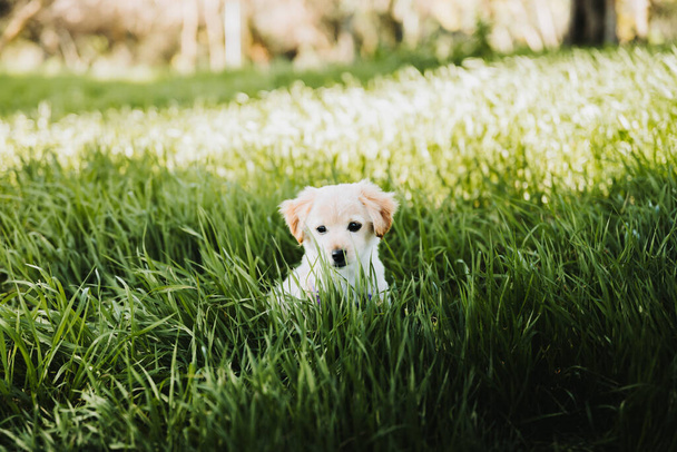 Little cute golden retriever puppy sitting on the grass and seems to be lost. High quality photo - Zdjęcie, obraz