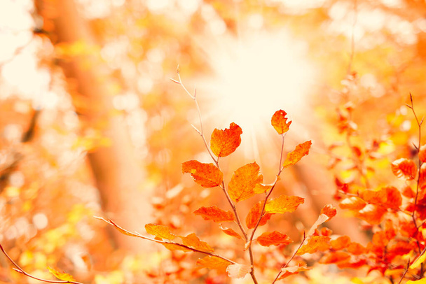 Прекрасна осінь. Прекрасні кольори осені. Осінній ліс
 - Фото, зображення