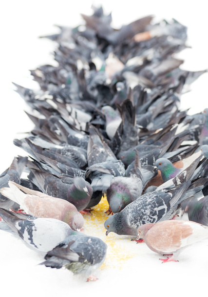 Flock of pigeons. - Photo, image