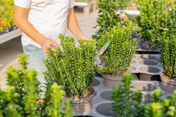 Young man buying potted plants in the Garden center. Greenhouse for the sale of plants and flowers, outdoor and indoor, assortment of seasonal, fruit and decorative plants. - Foto, afbeelding