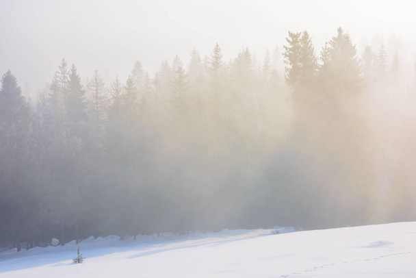 winter scenery with forest in fog. stunning nature background at sunrise - Fotoğraf, Görsel