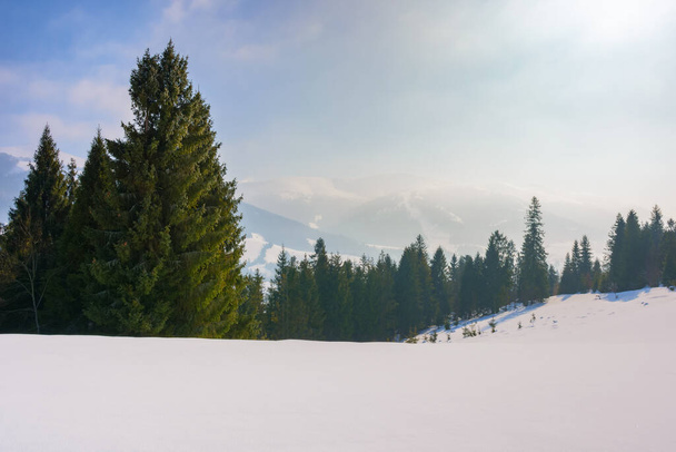 mountain landscape with coniferous forest. beautiful winter landscape with snowy meadows. hazy morning with ridge in the distance - Fotoğraf, Görsel