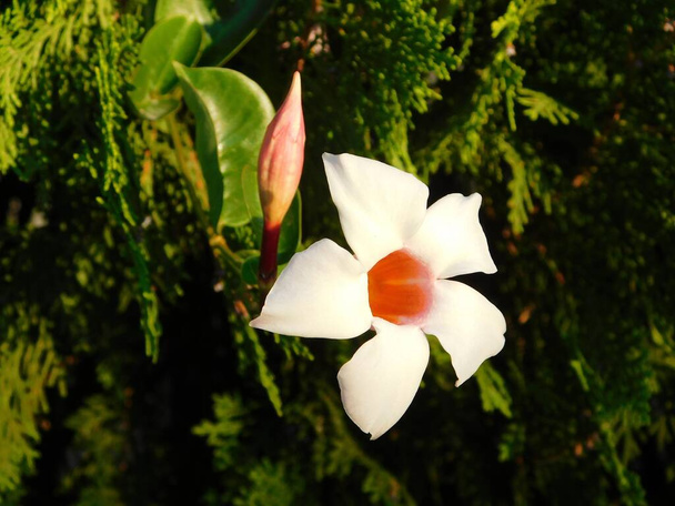 Rocktrumpet or mandevilla, white flower - Foto, afbeelding