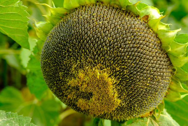Velký jediný slunečnicový semínko hlava detailní skončil květ se slunečnicovým polem a stromy v pozadí na podzim - Fotografie, Obrázek