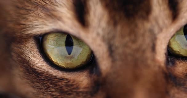 Siberian green tabby cat eye macro closeup. Beautiful cat and lynx eye - Footage, Video