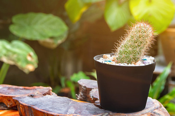 Small cactus plant in pots,many small potted cactus planted indoor near window, Home plant need sunshine to grown-u - Photo, Image