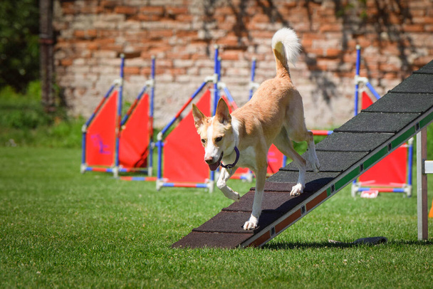 敏捷性バランスビームの犬。チェコの敏捷性競争の素晴らしい一日。それはA2を意味します。. - 写真・画像
