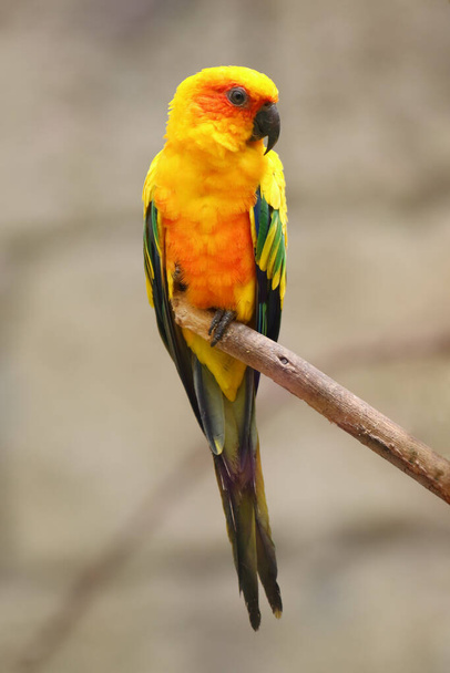 Сонячний папуга (Aratinga solstitialis) сидить на гілці. Жовтий папуга зі світлим тлом
. - Фото, зображення
