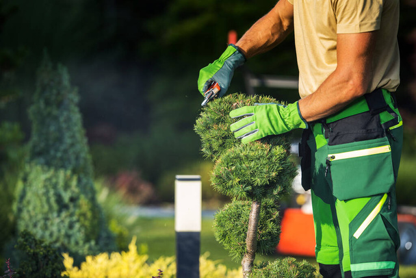 Professional Caucasian Landscaper in Green Uniform and Gloves Shaping Ornamental Pine Tree with Pruning Shears. Garden Care and Maintenance Theme. - Foto, afbeelding