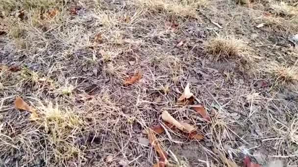 Ξηρά φυλλώματα σε ξηρό έδαφος δείχνει ξηρασία λόγω ακραίας περιόδου θερμότητας και έλλειψη νερού στο άνυδρο κλίμα και την κλιματική αλλαγή το φθινόπωρο με κίνδυνο πυρκαγιάς και κινδύνου πυρκαγιάς στο φαινόμενο του θερμοκηπίου άποψη χαμηλή γωνία - Πλάνα, βίντεο