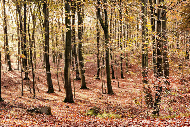 Колір осені - Марселісбурзькі ліси. Ліси Марселісборг або просто ліси Марселісборг - це 1300 гектарів лісу на південь від міста Орхус у Данії. - Фото, зображення