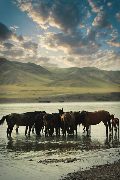 A small herd of horses at an evening watering hole in the Ili River. Copy space, vertical. - Valokuva, kuva