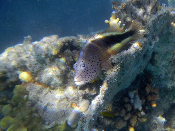 Black-sided hawkfish / Paracirrhites forsteri - Fotó, kép