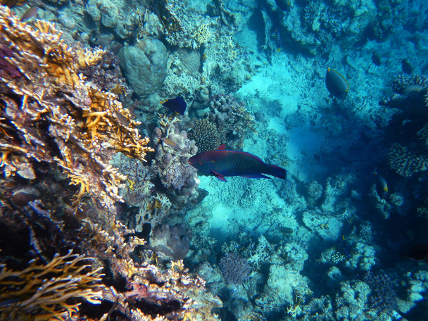 Schwarzer Papageifisch / Dusky parrotfish / Scarus niger - Photo, image