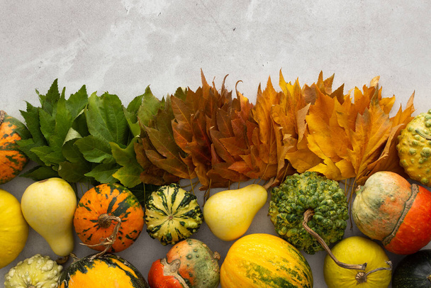 Осенний фон с кленовыми листьями трех цветов, зеленый, красный и желтый и тыквы, переход от лета к осени, изменение природных сезонов - Фото, изображение