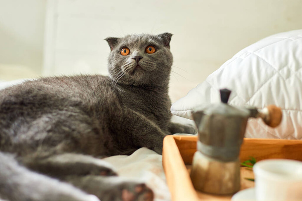 Scottish gray cat on bed with coffee cup, geyser coffee maker and flowers on tray on white bed sheets, good morning, breakfast in the bed at home. - Zdjęcie, obraz