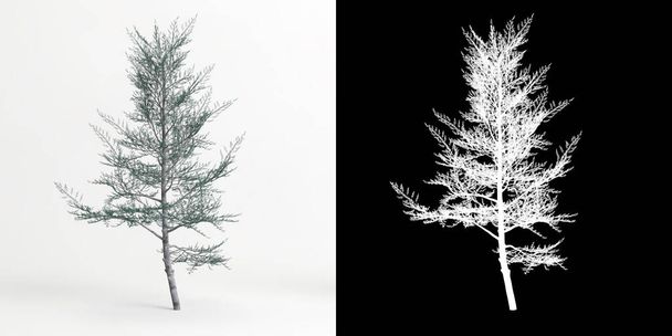 3d illustration of Cedrus atlantica glauca fastigiata tree isolated on white and its mask - Foto, afbeelding