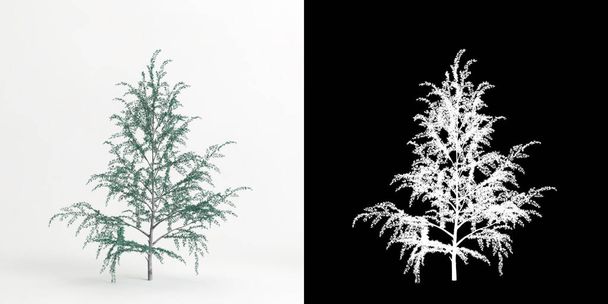 3d illustration of Cedrus atlantica glauca fastigiata tree isolated on white and its mask - Valokuva, kuva