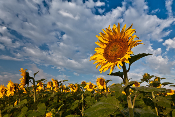 Sunflower and Sunrise - Fotoğraf, Görsel