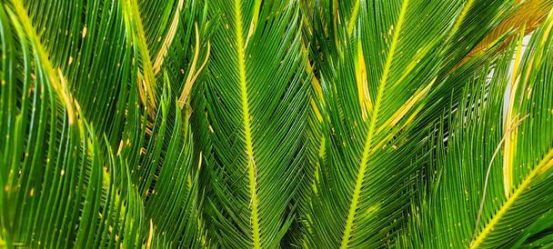 vihreä nurmikkokuva, jota voidaan käyttää luonnollisena taustana mukulakivillä - Valokuva, kuva