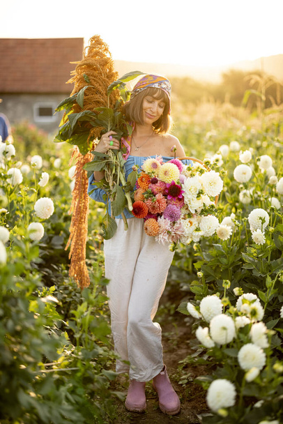 Portrait of a woman with lots of freshly picked up colorful dahlias and lush amaranth flower on rural farm during sunset - Zdjęcie, obraz