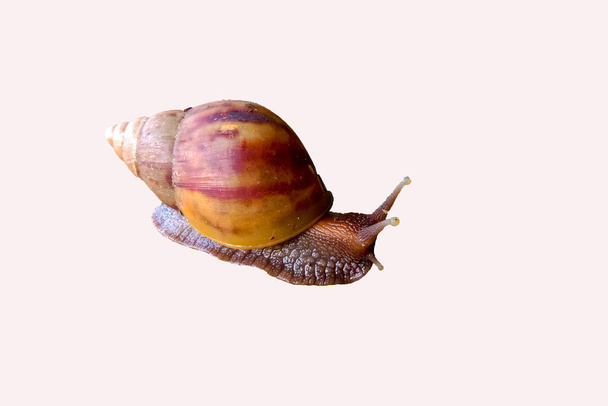 Land snail or bekicot (Achatina fulica) outside on white background - Photo, Image