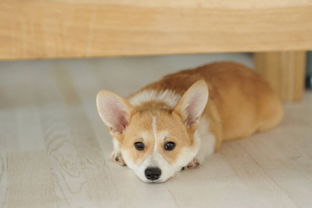 Corgi dog breed. Dog at home. Corgi lies on the bed. High quality photo - Фото, зображення