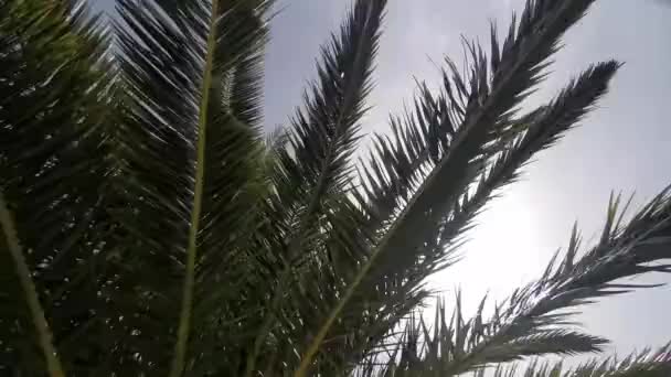 Sunlight, flash, through large palm green leaves - Footage, Video
