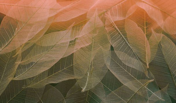 delicate colored abstract background of skeletonized leaves - Fotografie, Obrázek