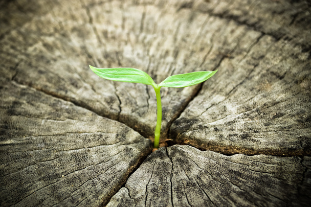 Pflanze wächst auf abgestorbenem Baumstamm - Foto, Bild