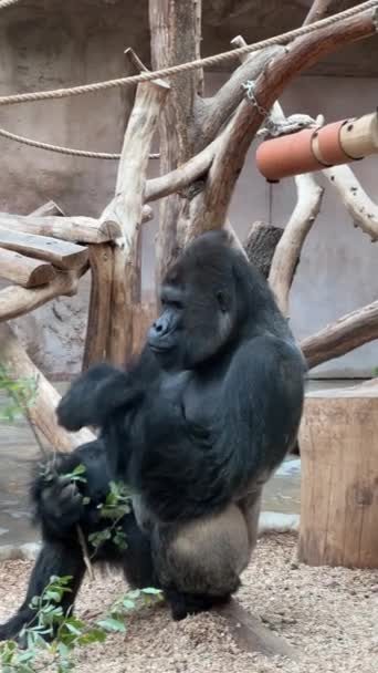 Мощная горилла-серебряный хвост сидит тихо и ест зеленую ветку. Вертикальный формат видео. Запись со склада. 4K. - Кадры, видео