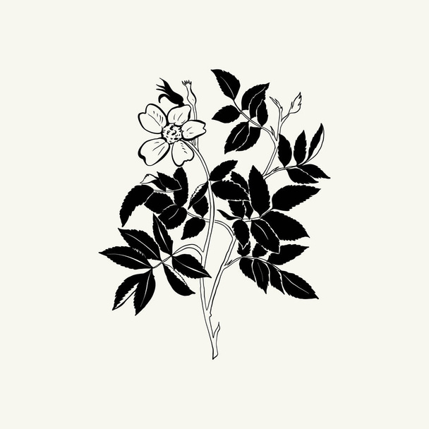 Flowers, Botanica illustration. Black ink, line, doodle style.  - Vektori, kuva
