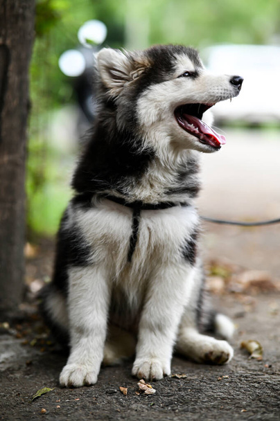 Siberian husky dog with open mouth. Lovely Puppy of husky. Puppy Dog. Wallpaper With Puppy. Pet animal photography - Photo, Image