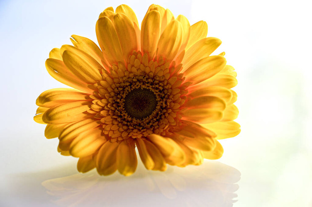 Elegant Yellow Gerbera. Yellow Petals. Single Yellow flower on the white transparent background. Romantic For Lettering For Gretting Card and Wallpaper   - 写真・画像