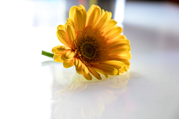 Elegant Yellow Gerbera. Yellow Petals. Single Yellow flower on the white transparent background. Romantic For Lettering For Gretting Card and Wallpaper   - Foto, imagen