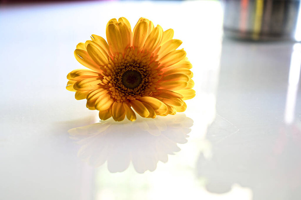 Elegant Yellow Gerbera. Yellow Petals. Single Yellow flower on the white transparent background. Romantic For Lettering For Gretting Card and Wallpaper   - Foto, imagen