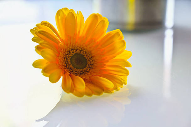 Sunny Yellow Daisy Flower. Yellow Gerbera. Single Yellow flower. Romantic For Lettering For Gretting Card and Wallpaper   - 写真・画像