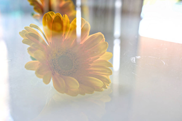 Delicate Yellow Daisy Flower. Flower in Transparent Glass. Romantic For Lettering For Gretting Card and Wallpaper . Double Exposure Shoot - Foto, imagen