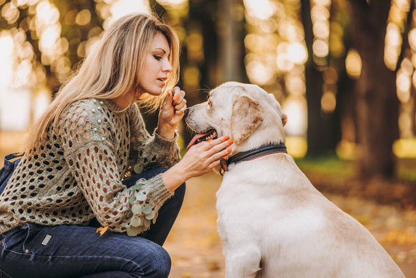 A young blonde woman is playing in the autumn park with her labrador. Evening walk with a labrador. Love for pets. - Zdjęcie, obraz