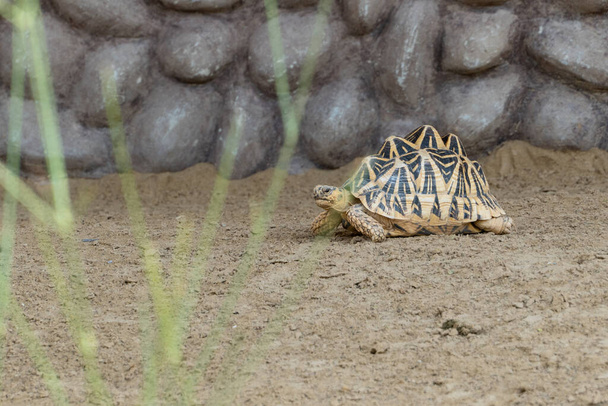 La tartaruga stellare indiana (Geochelone elegans) cammina dietro una roccia in India, Pakistan o Sri Lanka. - Foto, immagini