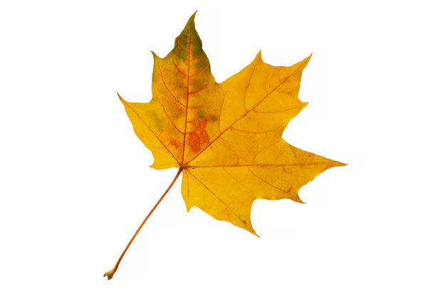 Hoja de arce amarillo otoño aislada en blanco - Foto, Imagen