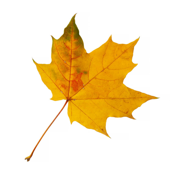 Hoja de arce amarillo otoño aislada en blanco - Foto, imagen