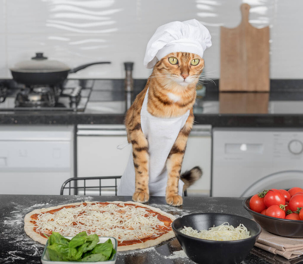 A cat dressed as a chef prepares Margherita pizza in the kitchen. - Foto, Imagem